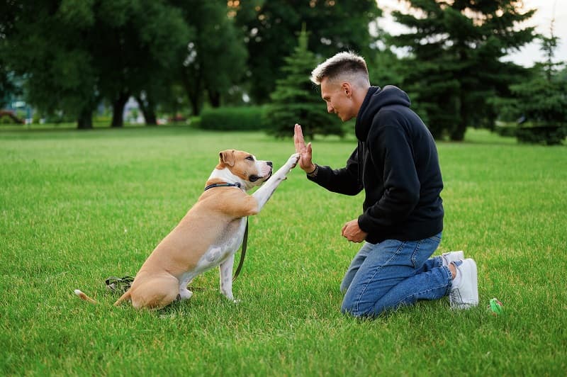 pet 4.jpg
