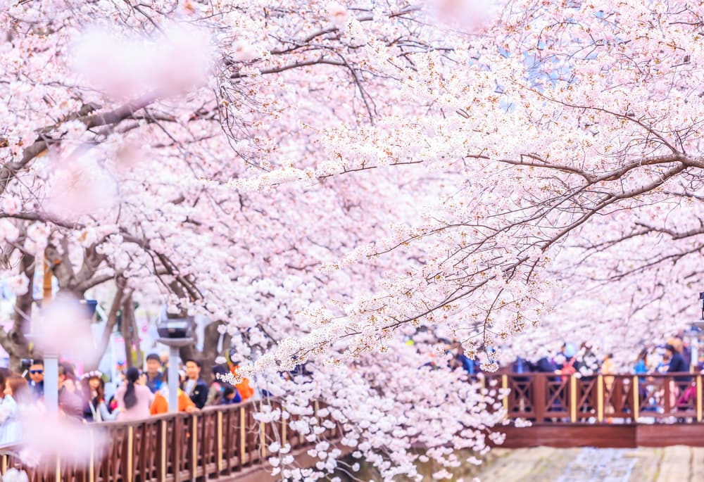 cherry blossoms 13.jpg