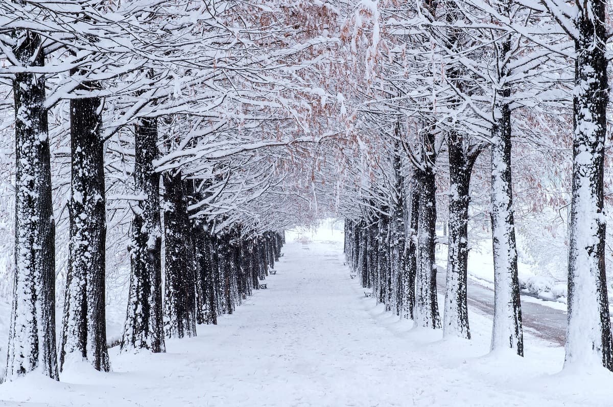 nami island in winter 1-1.jpg