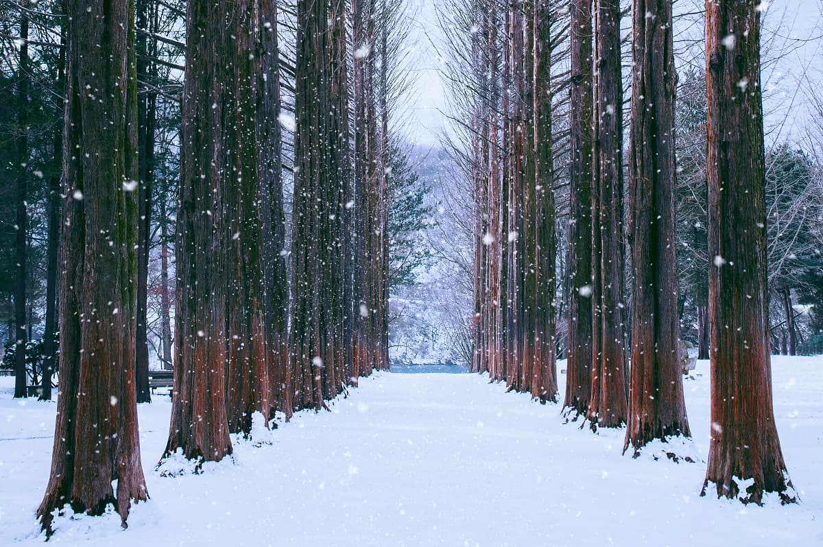 nami island in winter 2-1.jpg