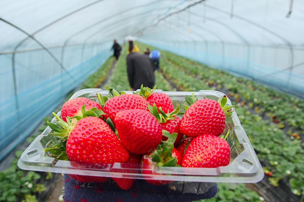strawberry 11.jpg
